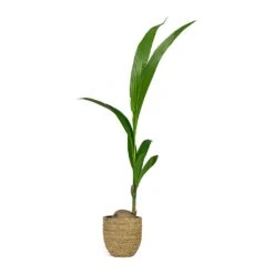 Cody Plant Pot - Straw Grass -Garden Potted Plant Shop Cocos nucifera Coconut Palm Tree Cody Plant Pot Straw Grass 0fb12f6f f104 455a bc04 3821e446b773