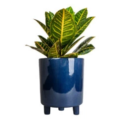 Pisa Plant Pot - Navy -Garden Potted Plant Shop Codiaeum Petra Croton 17x45cm Pisa Plant Pot Navy 20x24cm