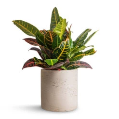 Puk Plant Pot - Grey Washed 12 Puk Plant Pot - Grey Washed -Garden Potted Plant Shop Codiaeum Petra Croton 17x45cm Puk Plant Pot Grey Washed 20x20cm 326d2f71 9373 4f0c 98dc 17e3a13ff2b3