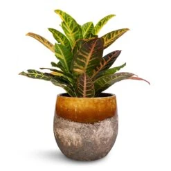Lindy Plant Pot - Ochre -Garden Potted Plant Shop Codiaeum Petra Croton 17x50cm Lindy Plant Pot Ochre 23x20cm 78cd7299 2d0e 47c8 a27b b7765728d4dc
