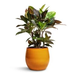 Charlotte Plant Pot - Spiced Ochre -Garden Potted Plant Shop Codiaeum Petra Croton 21x60cm Charlotte Plant Pot Ochre 29x25cm