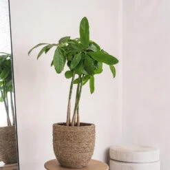 Cody Plant Pot - Straw Grass -Garden Potted Plant Shop Cody Plant Pot Straw Grass 2