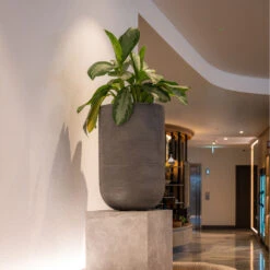 Cody Plant Vase - Ridged Dark Grey -Garden Potted Plant Shop CodyPlantVase RidgedDarkGrey 1