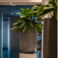 Cody Plant Vase - Ridged Dark Grey -Garden Potted Plant Shop CodyPlantVase RidgedDarkGrey 6