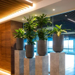 Cody Plant Vase - Ridged Dark Grey -Garden Potted Plant Shop CodyPlantVase RidgedDarkGrey 8