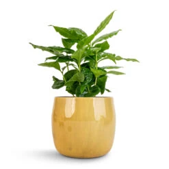 Babet Plant Pot - Camel -Garden Potted Plant Shop Coffea arabica Coffee Plant 12x35cm Babet Plant Pot Camel 14x12cm 1 6577e3ca aa86 4f47 92db b91dd694bc9b