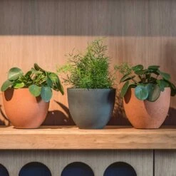 Coral Refined Planter - Pine Green -Garden Potted Plant Shop Coral Refined Pine Green Houseplant