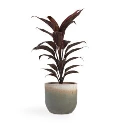 Tarra Plant Pot - Forest -Garden Potted Plant Shop Cordyline fruticosa Mambo Hawaiian Ti Plant 12x40cm Tarra Plant Pot Forest 15x13cm fed8040c f594 42b4 9e76 7c459928dfb3