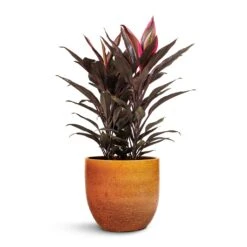 Jolin Plant Pot - Ochre -Garden Potted Plant Shop Cordyline fruticosa Mambo Hawaiian Ti Plant 19x50cm Jolin Plant Pot Desert 24x23cm
