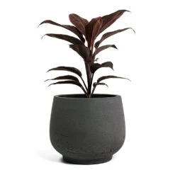 Mini Pixie Plant Pot - Black Washed -Garden Potted Plant Shop Cordyline fruticosa Mambo Hawaiian Ti Plant Mini Pixie Plant Pot Black Washed