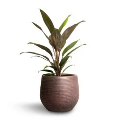Lydia Plant Pot - Shiny Purple 31 Lydia Plant Pot - Shiny Purple -Garden Potted Plant Shop Cordyline fruticosa Rumba Hawaiian Ti Plant 12x35cm Lydia Plant Pot Shiny Purple 15x13cm 56274365 6159 4d36 a5c3 0b4a8f777836