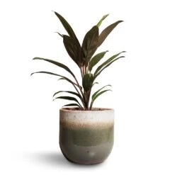 Tarra Plant Pot - Forest -Garden Potted Plant Shop Cordyline fruticosa Rumba Hawaiian Ti Plant 12x35cm Tarra Plant Pot Forest 15x13cm 00f6dd4e e1c9 4d63 9d09 c5d3f44e748d