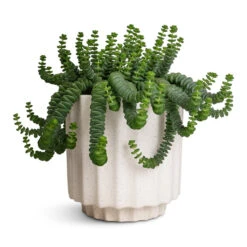 Bourton Scalloped Plant Pot - Ivory -Garden Potted Plant Shop Crassula marneriana Hottentot Jade Necklace 14x20cm Bourton Scalloped Plant Pot Ivory 16x16cm