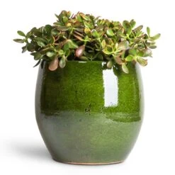 Aimee Plant Pot - Pear -Garden Potted Plant Shop Crassula ovata Sunset Jade Plant 30x50cm Aimee Plant Pot Pear 38x34cm 2dbc6a95 d746 4725 974a 07053a5c64fb