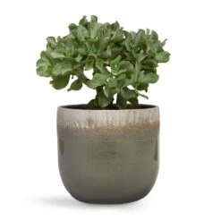 Tarra Plant Pot - Forest -Garden Potted Plant Shop Crassula ovata Undulata Curly Jade Plant 17x25cm Tarra Plant Pot Forest 23x20cm