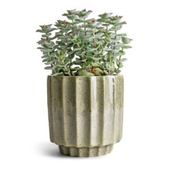 Lugano Scalloped Plant Pot - Green -Garden Potted Plant Shop Crassula perforata String Of Buttons 10.5x20cm Lugano Scalloped Plant Pot Green 13x13cm ef705ae0 13cf 444e a3be b20cb71eced5