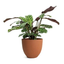 Coral Refined Planter - Canyon Orange -Garden Potted Plant Shop Ctenanthe burle marxii Amabilis Never Never Plant Coral Refined Planter Canyon Orange