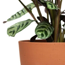 Coral Refined Planter - Canyon Orange -Garden Potted Plant Shop Ctenanthe burle marxii Amabilis Never Never Plant Coral Refined Planter Canyon Orange Close Up