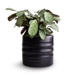 Ctenanthe Burle Marxii Amagris - Never Never Plant -Garden Potted Plant Shop Ctenanthe burle marxii Amagris Never Never Plant 12x30cm Hadleigh Plant Pot Charcoal 14x13cm