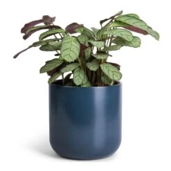 Ctenanthe Burle Marxii Amagris - Never Never Plant -Garden Potted Plant Shop Ctenanthe burle marxii Amagris Never Never Plant 12x30cm Lisbon Plant Pot Navy 15x15cm