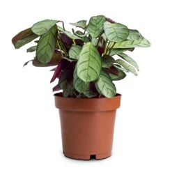Ctenanthe Burle Marxii Amagris - Never Never Plant -Garden Potted Plant Shop Ctenanthe burle marxii Amagris Never Never Plant 12x30cm 85b77995 4b7a 4860 a035 3ce98aeade22