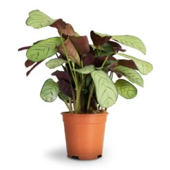 Ctenanthe Burle Marxii Amagris - Never Never Plant -Garden Potted Plant Shop Ctenanthe burle marxii Amagris Never Never Plant 14x30cm