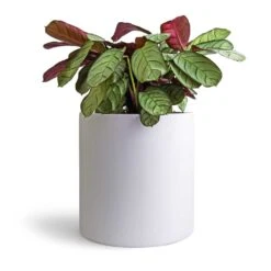 Ctenanthe Burle Marxii Amagris - Never Never Plant -Garden Potted Plant Shop Ctenanthe burle marxii Amagris Never Never Plant 14x30cm Puk Planter Matt White 20x20cm