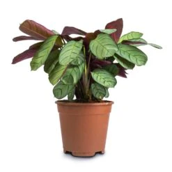 Ctenanthe Burle Marxii Amagris - Never Never Plant -Garden Potted Plant Shop Ctenanthe burle marxii Amagris Never Never Plant 14x30cm2 38dd4a47 1ba6 4b9e bf05 a8694421b9c8