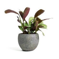 Ctenanthe Burle Marxii Amagris - Never Never Plant -Garden Potted Plant Shop Ctenanthe burle marxii Amagris Never Never Plant Fay Plant Pot Blue Gold c3e66500 e5f1 45aa baff aef32669b7d2