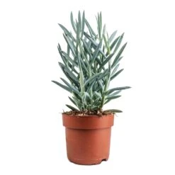 Curio Ficoides Mount Everest - Skyscraper Senecio -Garden Potted Plant Shop Curio ficoides Mount Everest Skyscraper Senecio 12x20cm