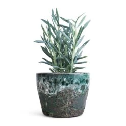 Curio Ficoides Mount Everest - Skyscraper Senecio -Garden Potted Plant Shop Curio ficoides Mount Everest Skyscraper Senecio 12x20cm Lava Couple Straight Relic Planter Jade 19x13cm