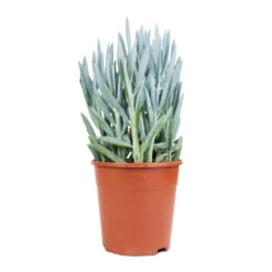 Curio Ficoides Mount Everest - Skyscraper Senecio -Garden Potted Plant Shop Curio ficoides Mount Everest Skyscraper Senecio 14x35cm