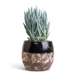Curio Ficoides Mount Everest - Skyscraper Senecio -Garden Potted Plant Shop Curio ficoides Mount Everest Skyscraper Senecio 14x35cm Lindy Plant Pot Black 19x16cm
