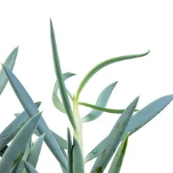 Curio Ficoides Mount Everest - Skyscraper Senecio -Garden Potted Plant Shop Curio ficoides Mount Everest Skyscraper Senecio SWATCH 2