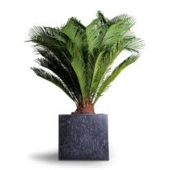 Raindrop Cube Planter - Anthracite -Garden Potted Plant Shop Cyas Revoluta Sago Palm 27x90cm Raindrop Cube Planter Anthracite 30x30x27cm