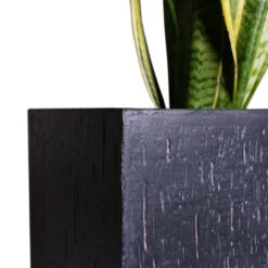 Raindrop Cube Planter - Anthracite -Garden Potted Plant Shop Cyas Revoluta Sago Palm 27x90cm Raindrop Cube Planter Anthracite 30x30x27cm Close