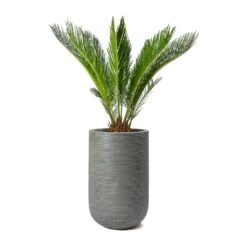 Cody Plant Vase - Ridged Dark Grey -Garden Potted Plant Shop Cycas revoluta Sago Palm Cody Plant Vase Ridged Cement 47904c26 14f0 4d16 850b 8f63823a40a6