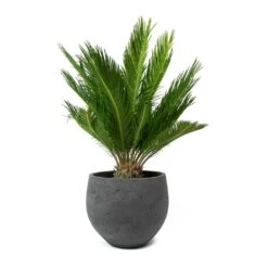 Mini Orb Kevan Plant Pot - Black Washed -Garden Potted Plant Shop Cycas revoluta Sago Palm Mini Orb Kevan Plant Pot Black Washed bd11d392 c1ba 4424 89d1 2dd7b512b96b