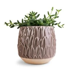 Arles Leaf Plant Pot - Mocha -Garden Potted Plant Shop Delosperma echinatum Pickle Plant 12x20cm Arles Leaf Plant Pot Mocha 17x17cm ea600853 148c 4596 9421 cb6c78a23702
