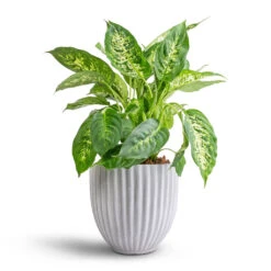 Lagos Plant Pot - Cement -Garden Potted Plant Shop Dieffenbachia Compacta Dumb Cane 17x60cm Lagos Plant Pot Cement 20x20cm 60d9887c 8952 48bc a72c ffee46e46d3a