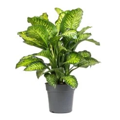 Dieffenbachia Maroba - Dumb Cane -Garden Potted Plant Shop Dieffenbachia Maroba Dumb Cane 21x70cm