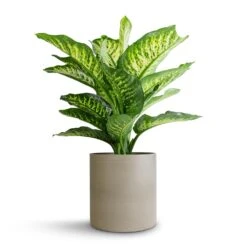 Dieffenbachia Maroba - Dumb Cane -Garden Potted Plant Shop Dieffenbachia Maroba Dumb Cane 21x70cm Puk Refined Planter Clouded Grey 25x24.5cm d01010a9 a27c 46c0 b861 afb43de88e57