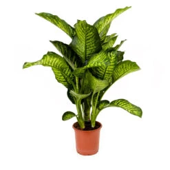 Dieffenbachia Maroba - Dumb Cane -Garden Potted Plant Shop Dieffenbachia Maroba Dumb Cane