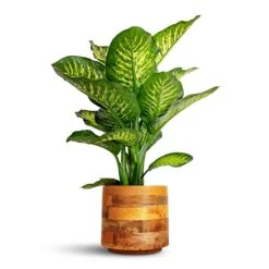 Helle Plant Pot - Natural -Garden Potted Plant Shop Dieffenbachia Maroba Dumb Cane 30x80cm Helle Plant Pot Natural 23x21cm 28ff0ce3 afa9 41b8 af91 205fc349d088
