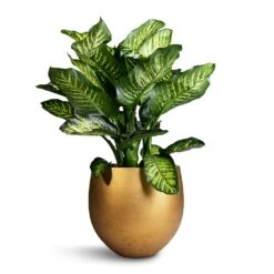 Dieffenbachia Maroba - Dumb Cane -Garden Potted Plant Shop Dieffenbachia Maroba Dumb Cane 30x80cm Mini Orb Kevan Plant Pot Metallic Gold 39x35cm
