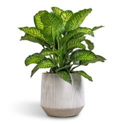 Harith Plant Pot - Ridged White Stripe -Garden Potted Plant Shop Dieffenbachia Maroba Dumb Cane 30x80cm 689a614d d749 4b5d 8ed2 5bdc66b0eb0f