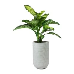 Dieffenbachia Maroba - Dumb Cane -Garden Potted Plant Shop Dieffenbachia Maroba Dumb Cane Cody Plant Vase Ridged Cement