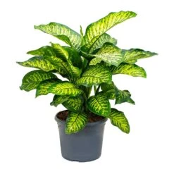 Dieffenbachia Maroba - Dumb Cane -Garden Potted Plant Shop Dieffenbachia Maroba Dumb Cane 158bf0fe 2166 4d1f 971a 1da18d7b34de