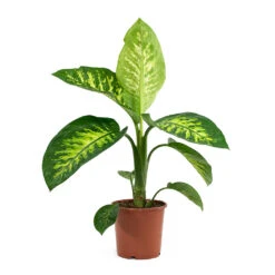 Dieffenbachia Seguine Tropic Snow - Dumb Cane 11 Dieffenbachia Seguine Tropic Snow - Dumb Cane -Garden Potted Plant Shop Dieffenbachia seguine Tropic Snow Dumb Cane 17cm
