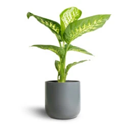 Dieffenbachia Seguine Tropic Snow - Dumb Cane 12 Dieffenbachia Seguine Tropic Snow - Dumb Cane -Garden Potted Plant Shop Dieffenbachia seguine Tropic Snow Dumb Cane 17x60cm Lisbon Plant Pot Charcoal 19x19cm